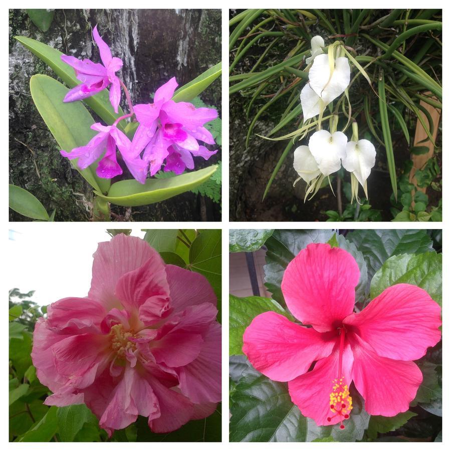 Casa De Los Suenos B&B Coronado Panama Playa Coronado Eksteriør billede