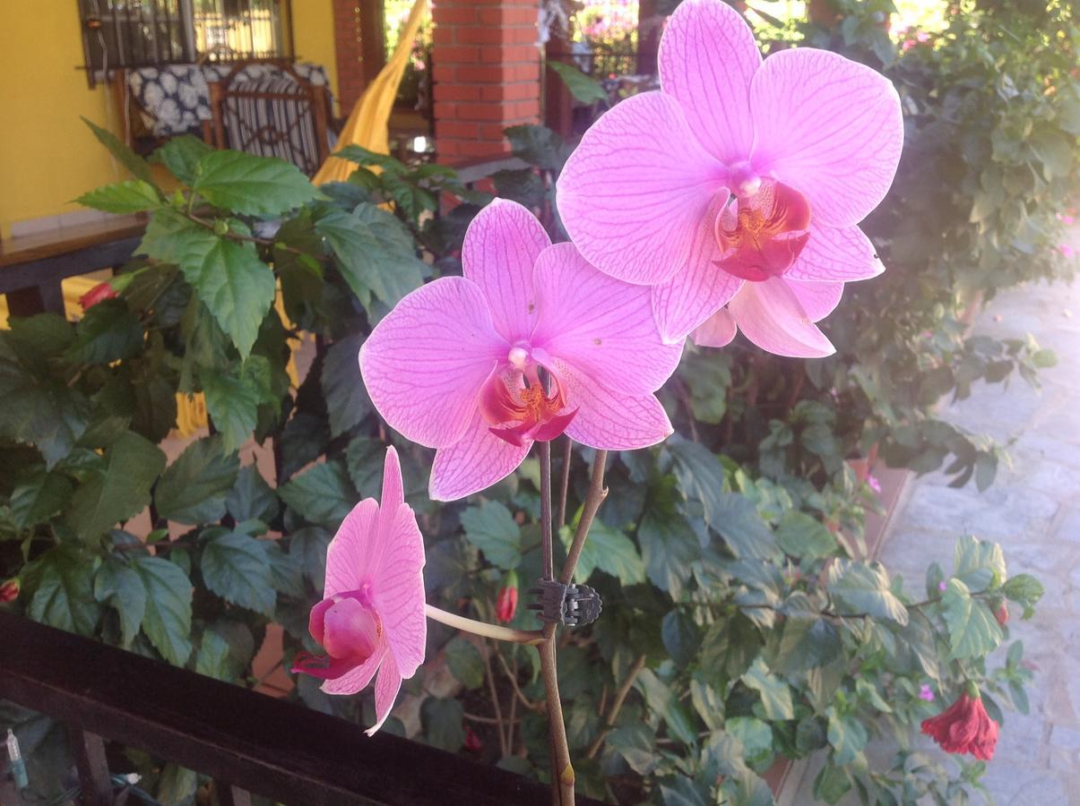 Casa De Los Suenos B&B Coronado Panama Playa Coronado Eksteriør billede